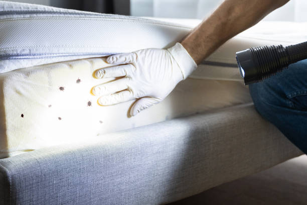 Best Ant Control Services  in Carbonville, UT