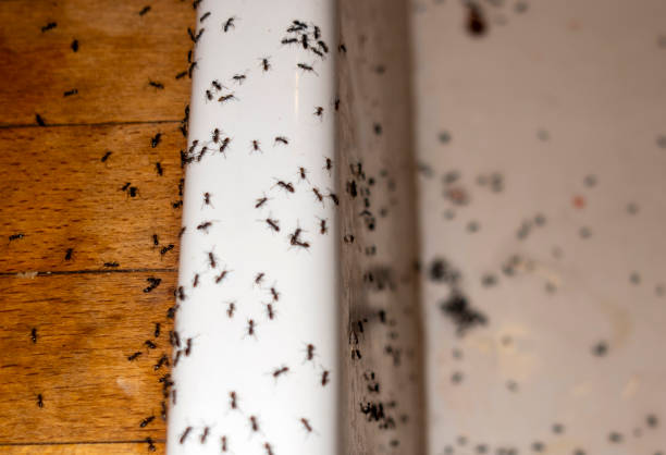 Best Cockroach Control Services  in Carbonville, UT